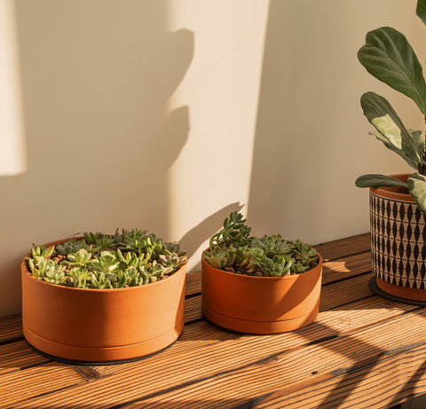 D'vine Dev pot with detachable terracotta saucer for easy drainage.