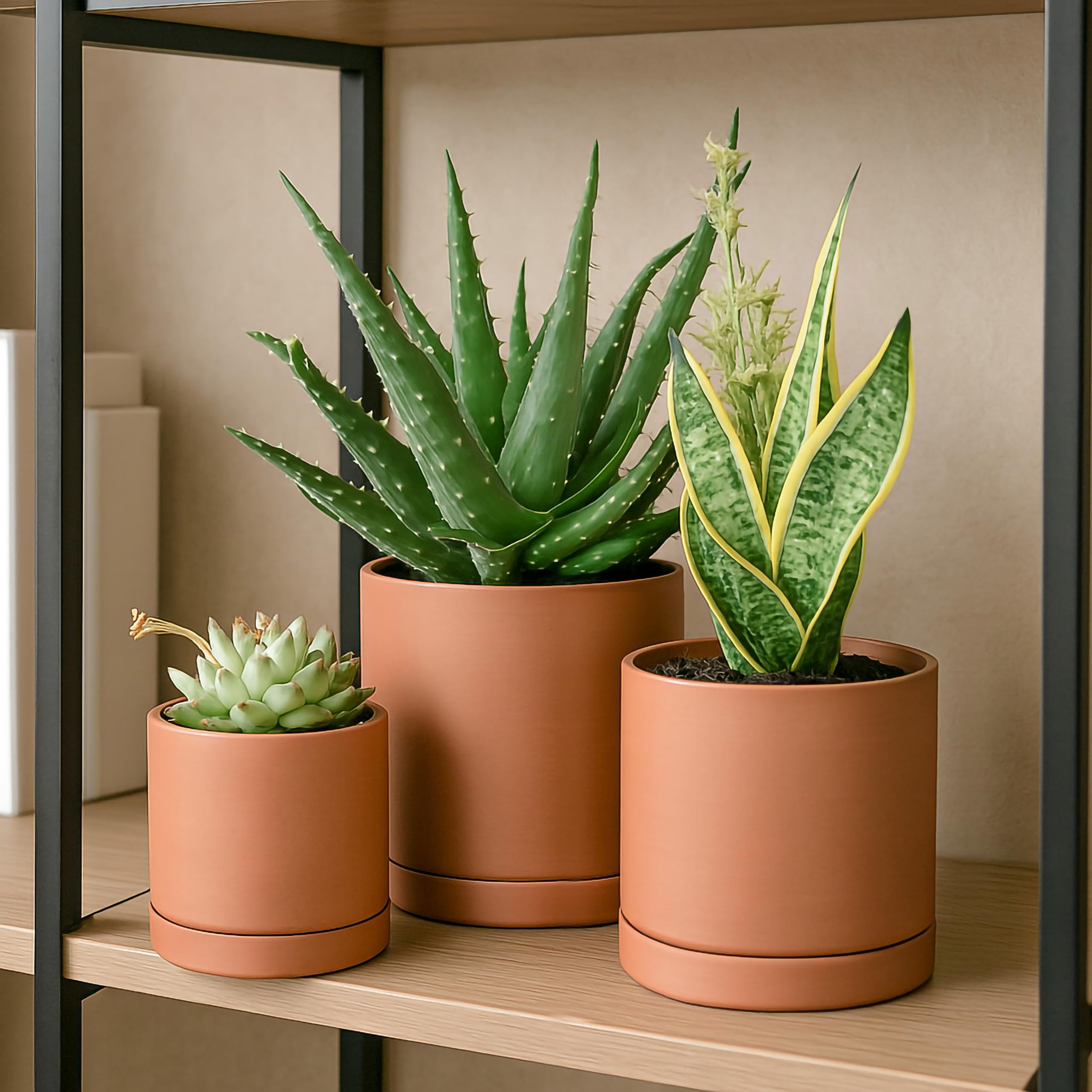 D'vine Dev succulent planter in use on a tabletop.