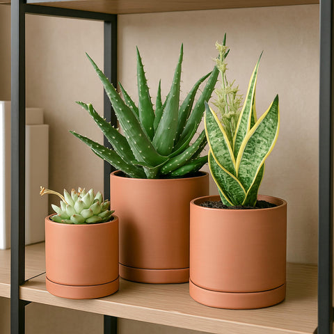 D'vine Dev succulent planter in use on a tabletop.
