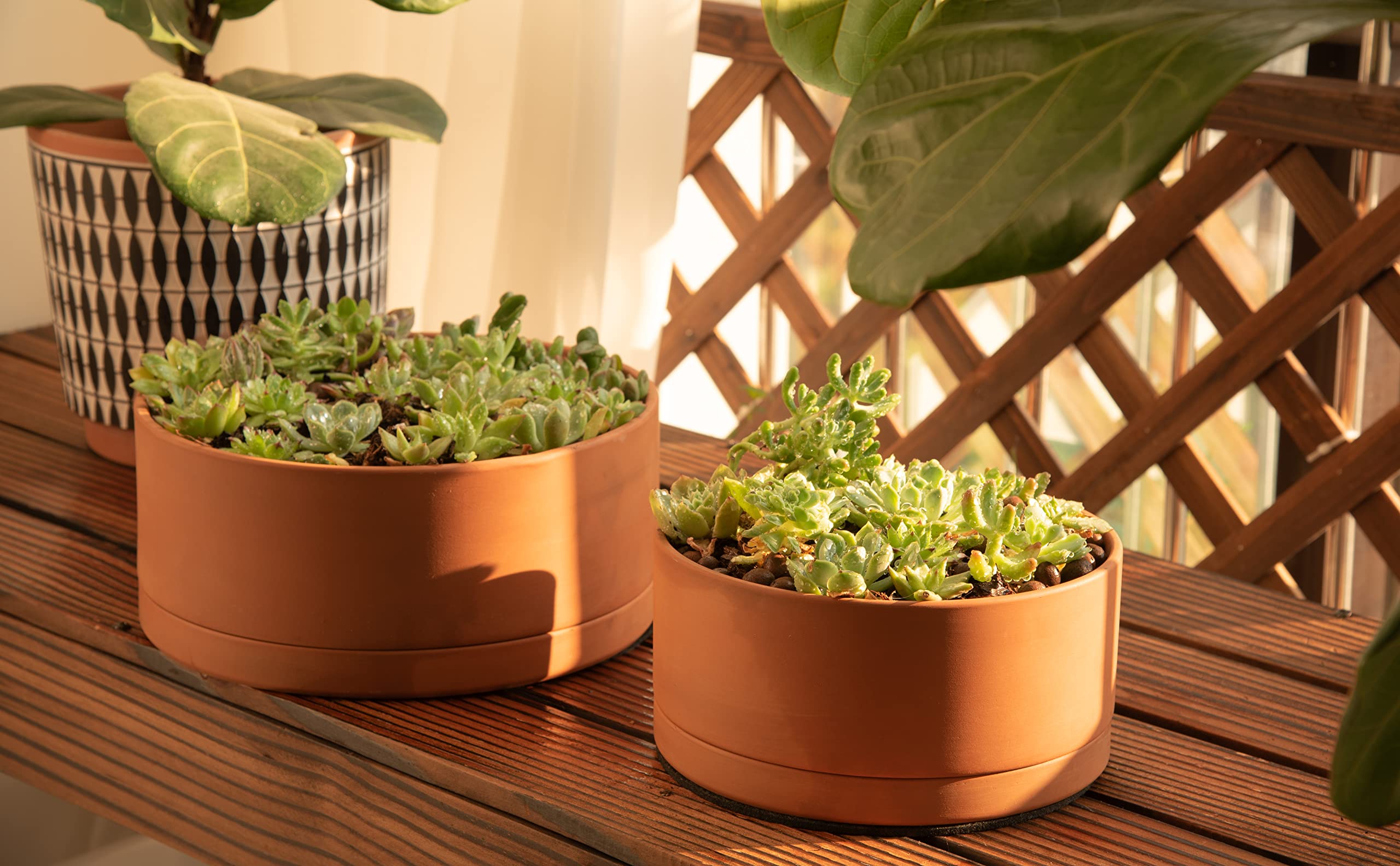 D'vine Dev succulent pot with saucer protects surfaces from drips