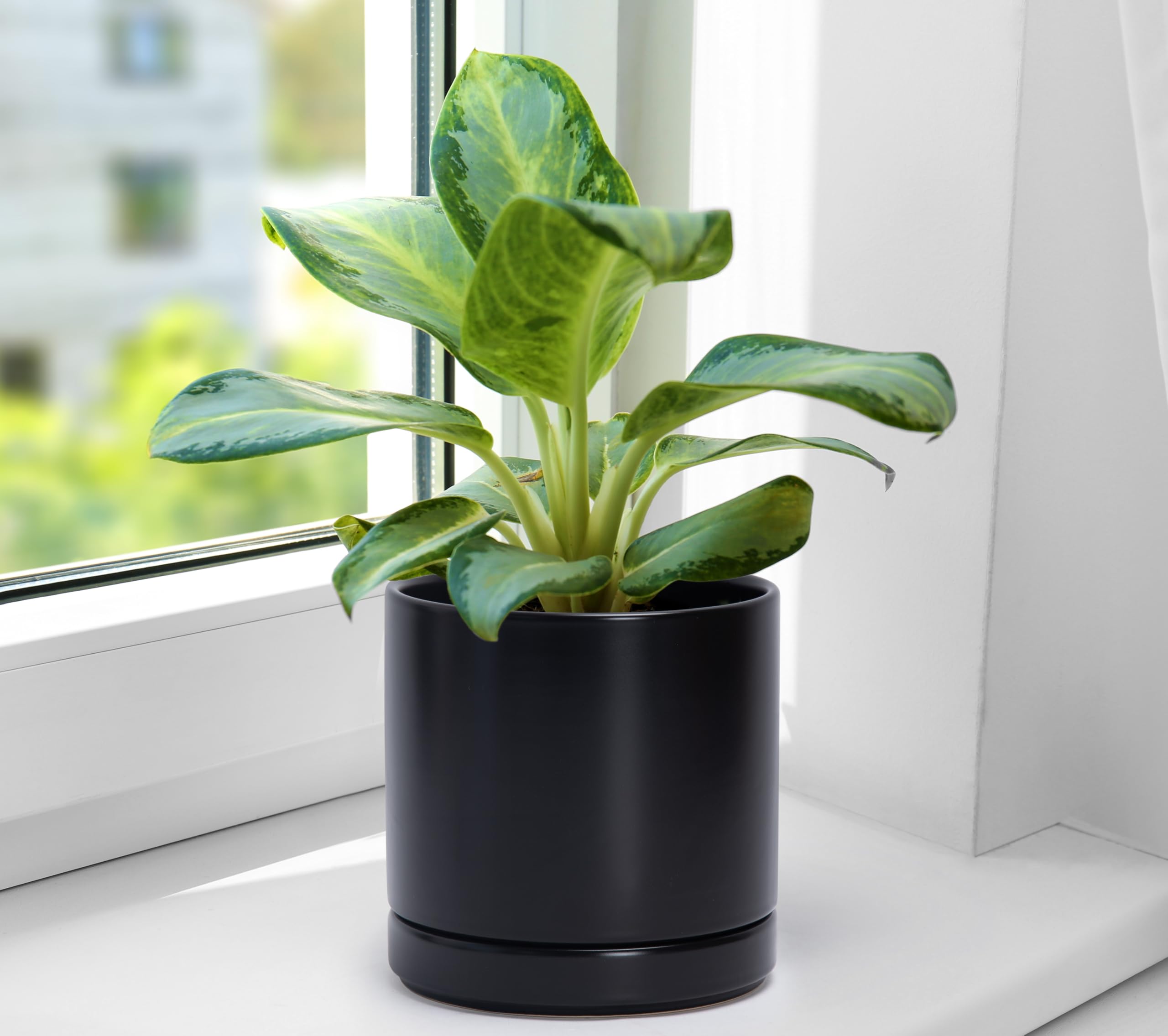 D'vine Dev glazed ceramic pot ready for long-term indoor use
