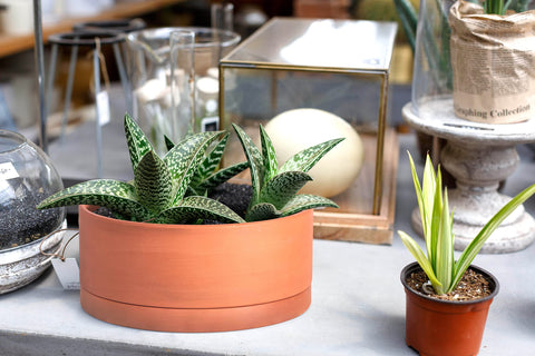 D'vine Dev windowsill-ready pot for compact plant displays.