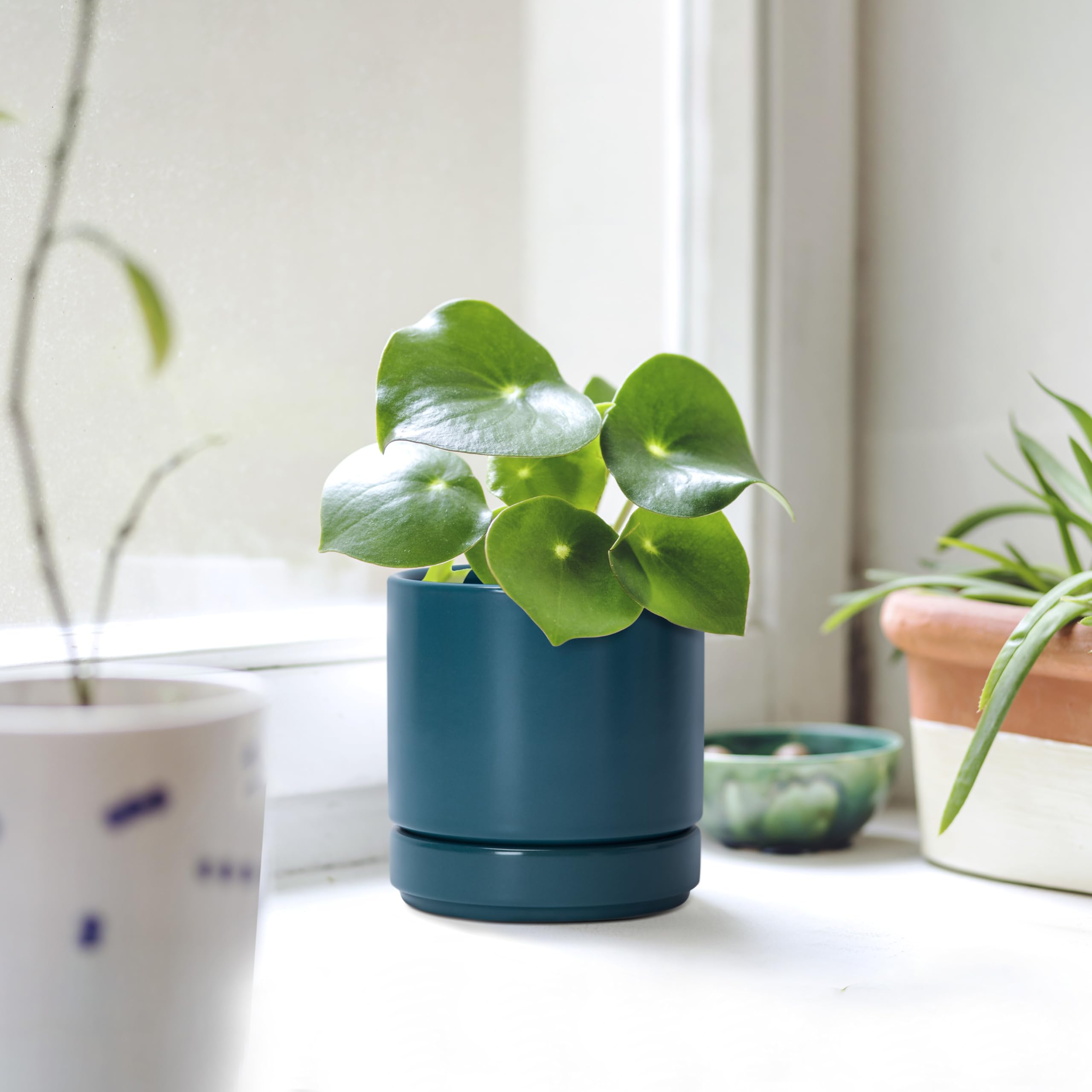 D'vine Dev teal planter ideal for small plants in compact spaces