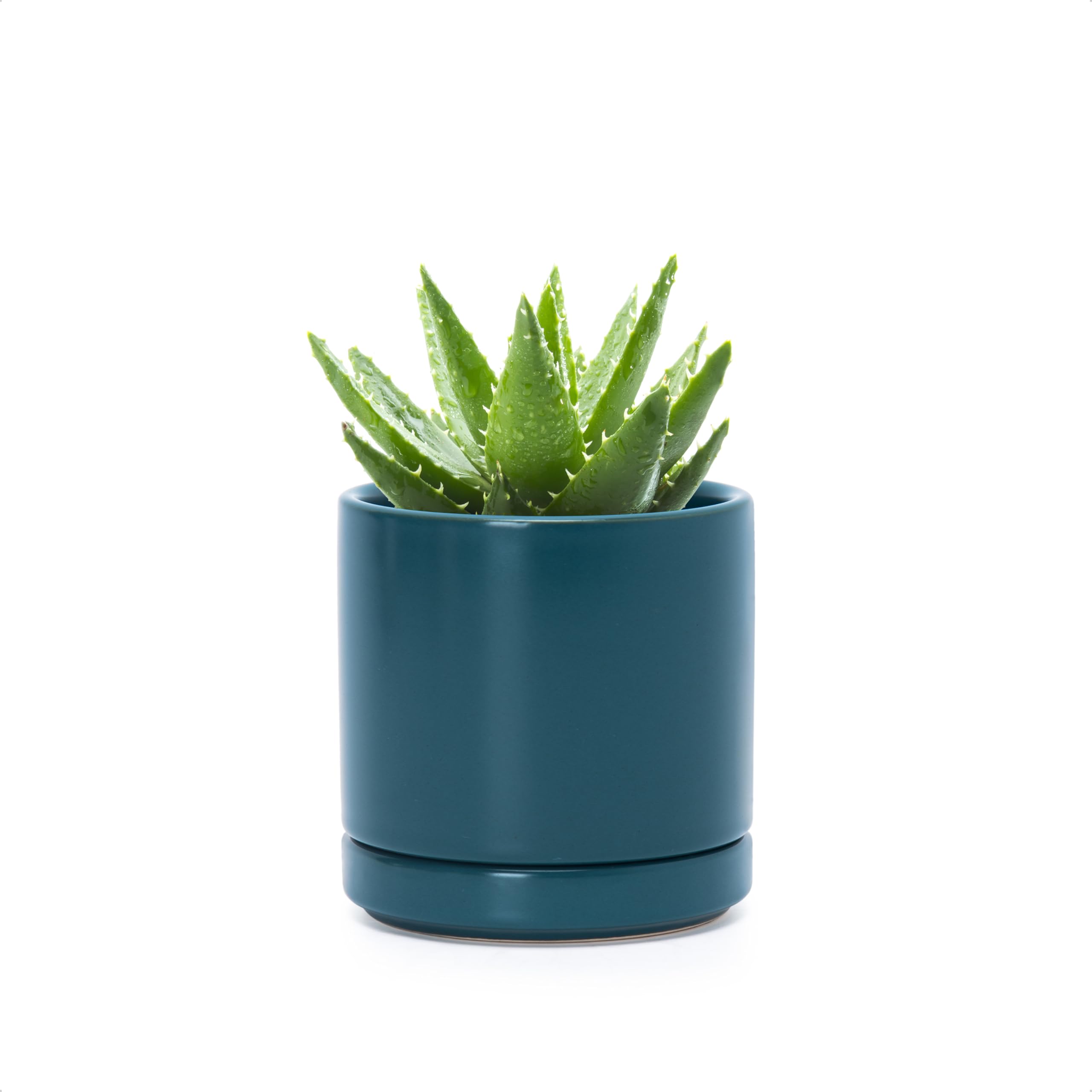 D'vine Dev teal planter perfect for desks and shelves.