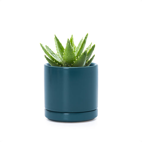 D'vine Dev teal planter perfect for desks and shelves.