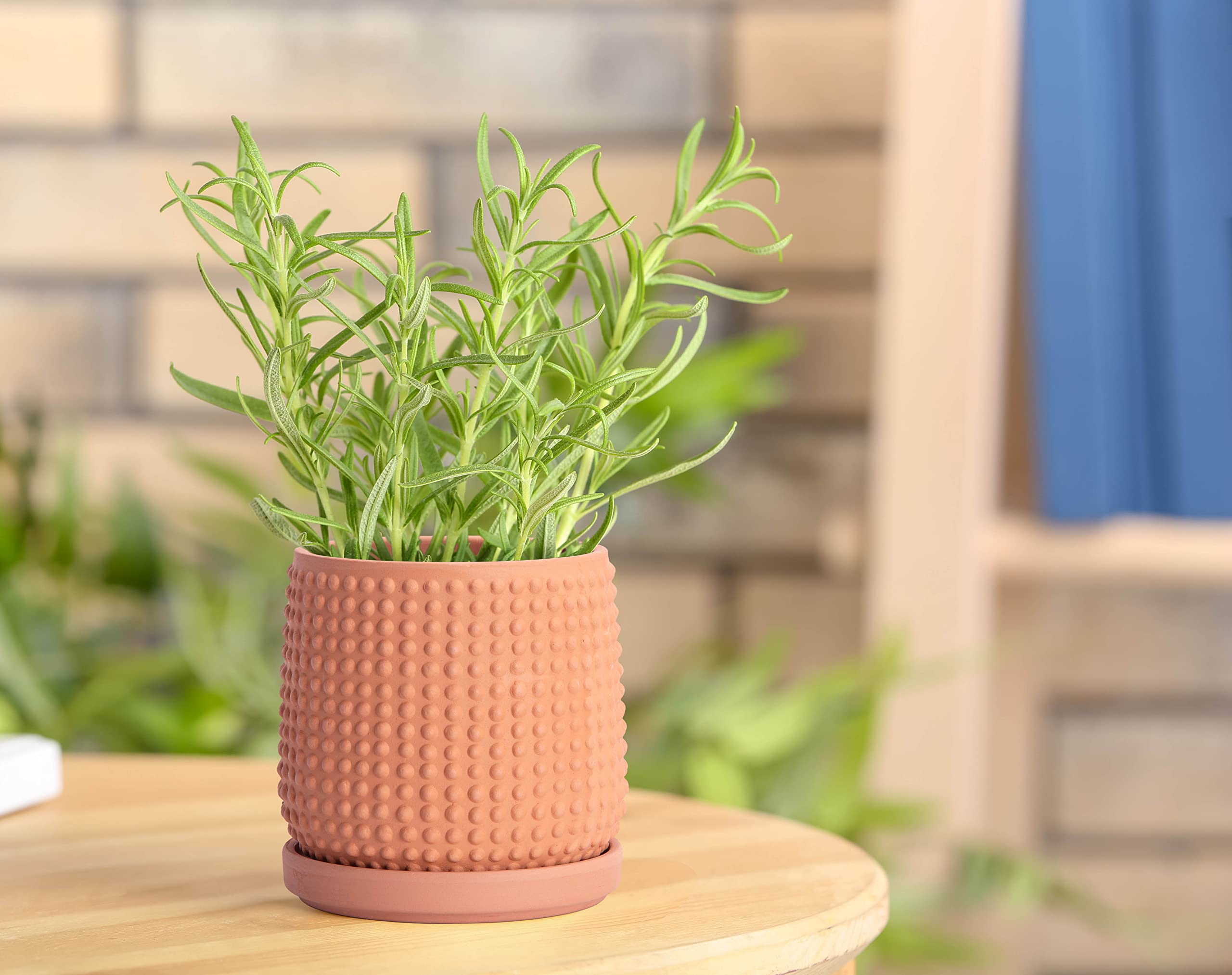 D'vine Dev terracotta beaded planter side view highlighting drainage holes.