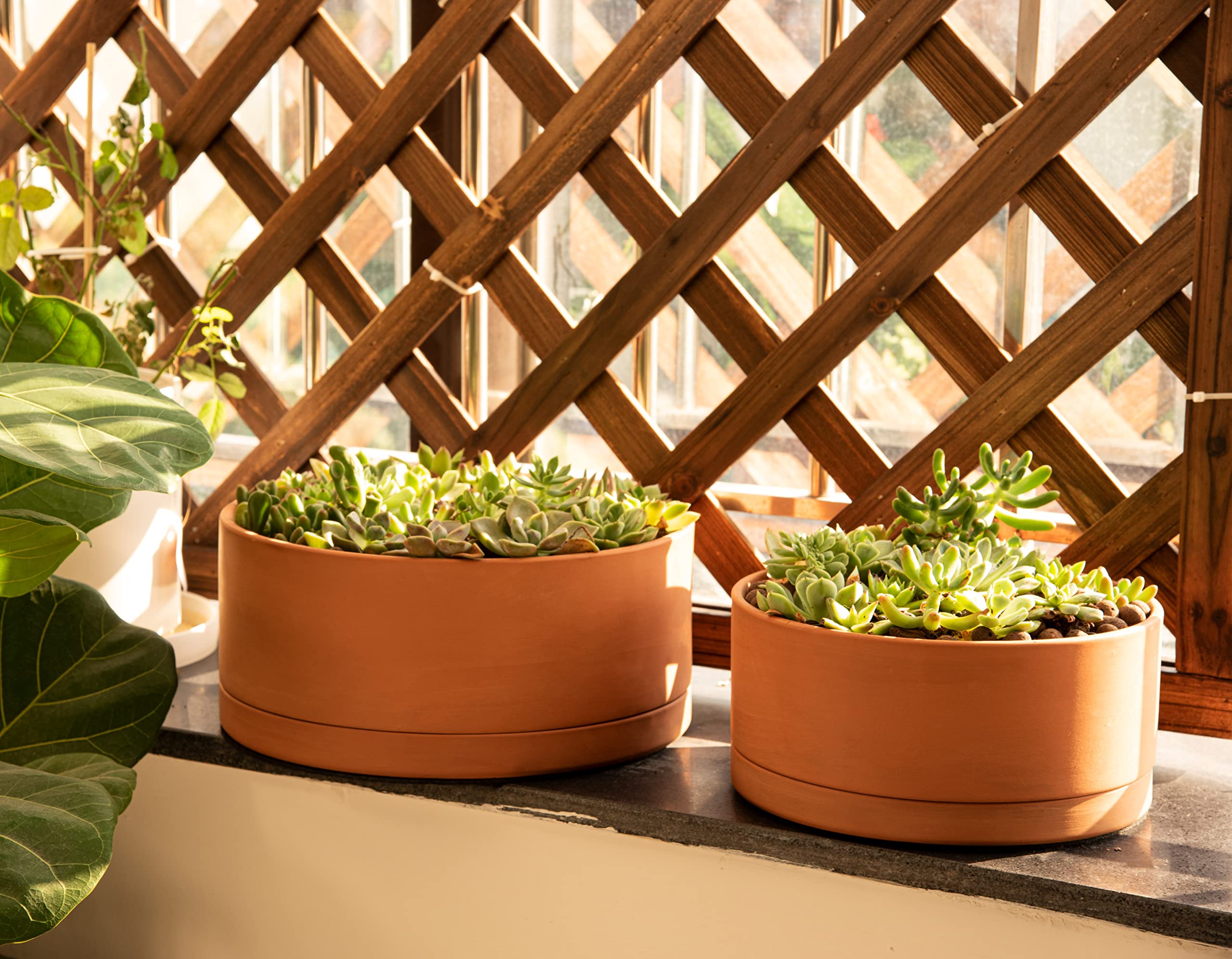 D'vine Dev terracotta closeup showing porous texture and natural warmth