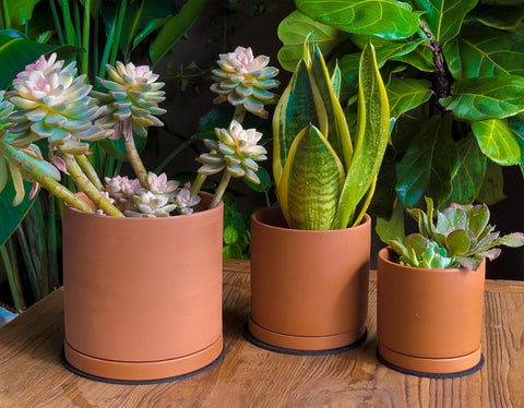 D'vine Dev terracotta pot 5.3-inch with matte finish for cacti.