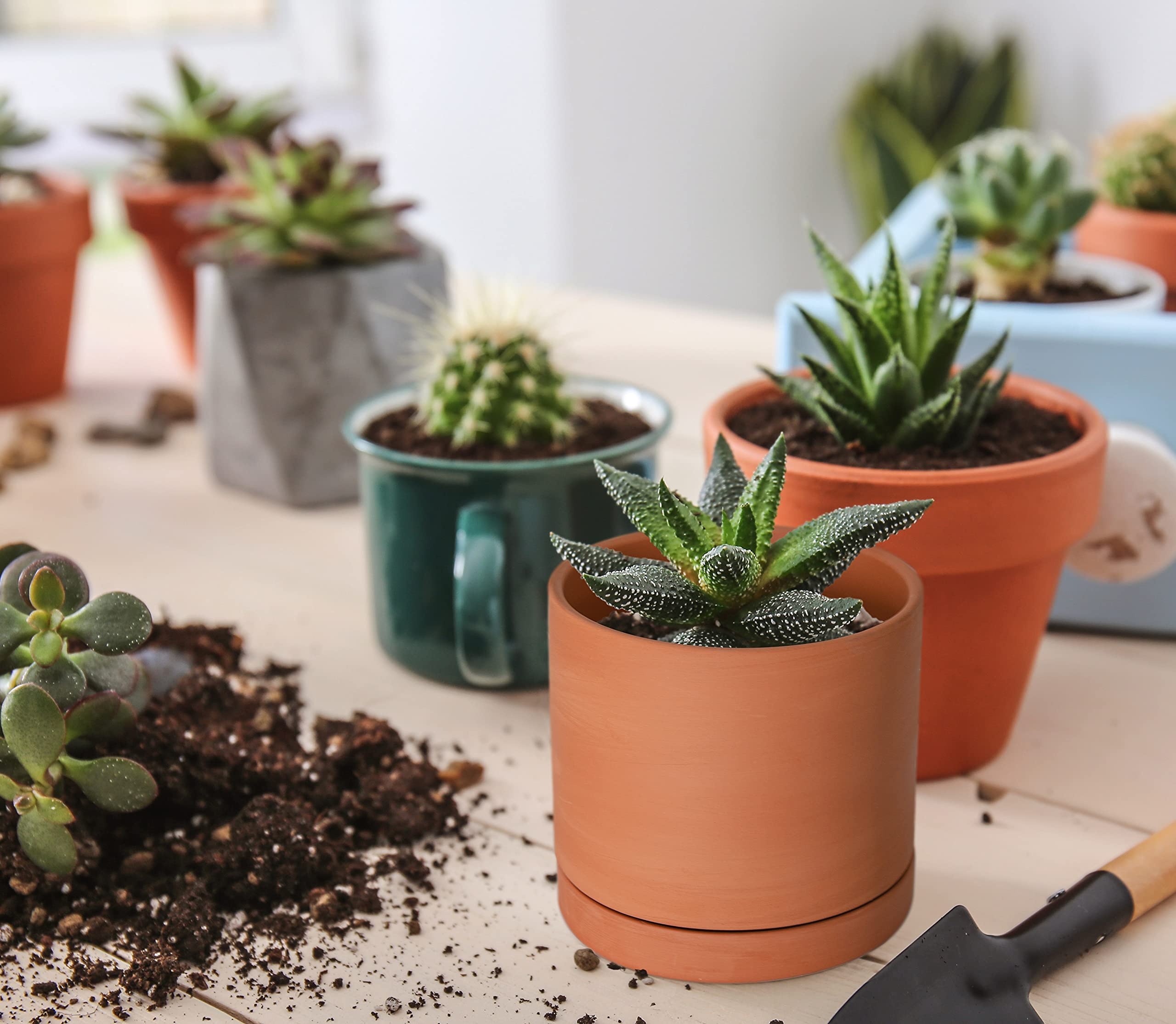 D'vine Dev terracotta pot drainage hole ensures proper water flow.