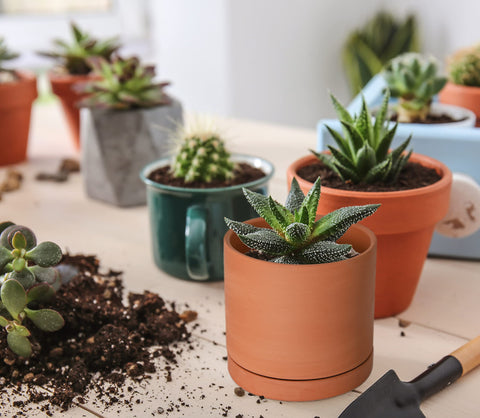 D'vine Dev terracotta pot drainage hole ensures proper water flow.