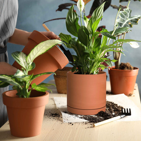 D'vine Dev terracotta pot round cylinder shape with matte finish for minimalist decor.