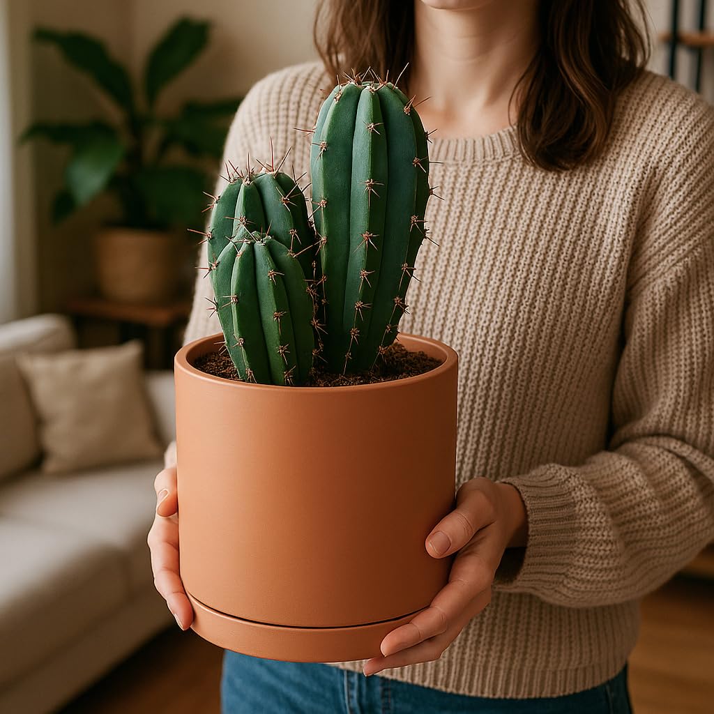 D'vine Dev terracotta pot with saucer included for spill-free watering.