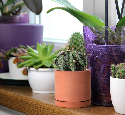 D'vine Dev x-small pot texture highlights handcrafted terracotta finish.