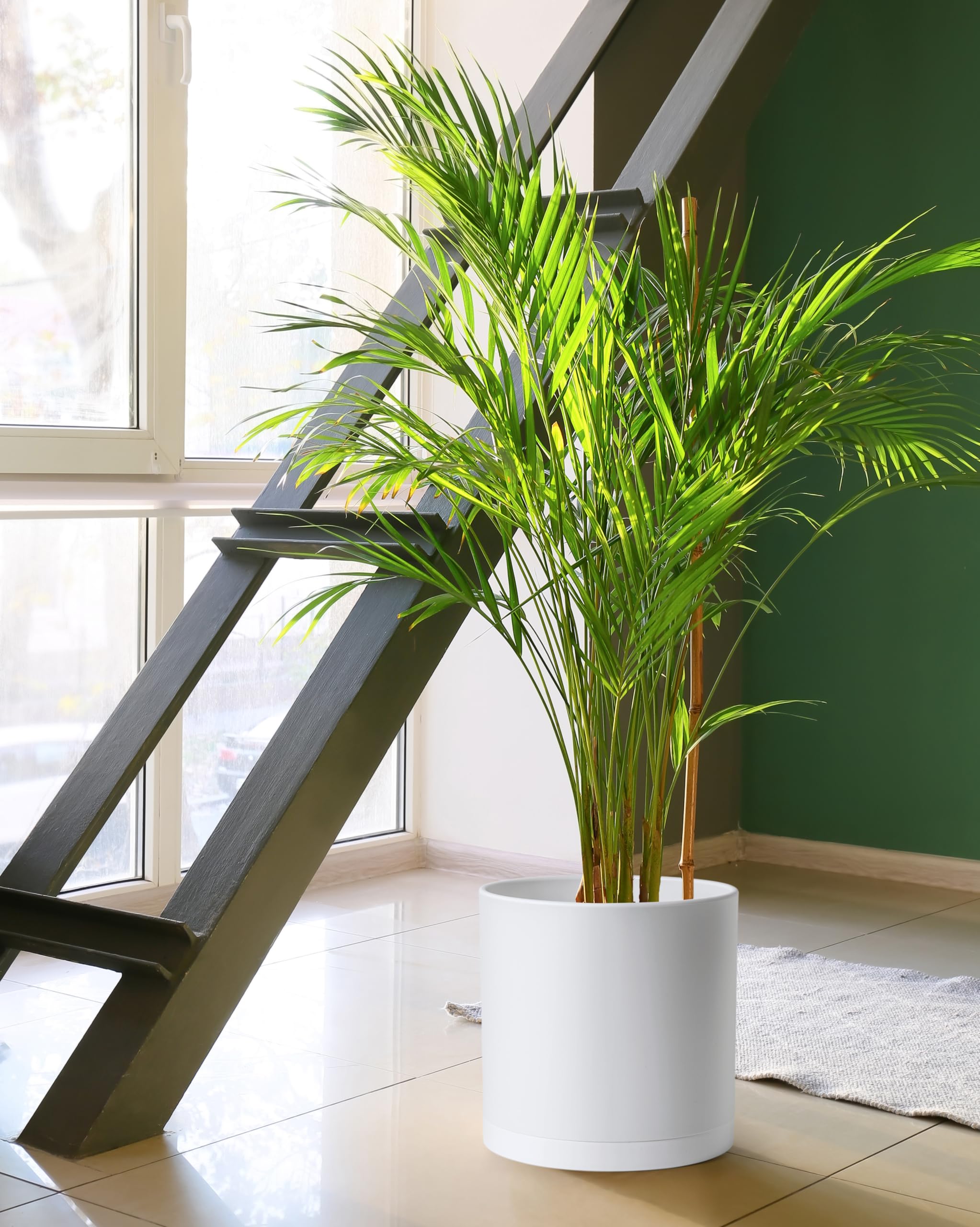 D'vine Dev white 12-inch planter brightens spaces and showcases plants clearly.