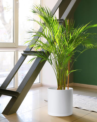 D'vine Dev white 12-inch planter brightens spaces and showcases plants clearly.