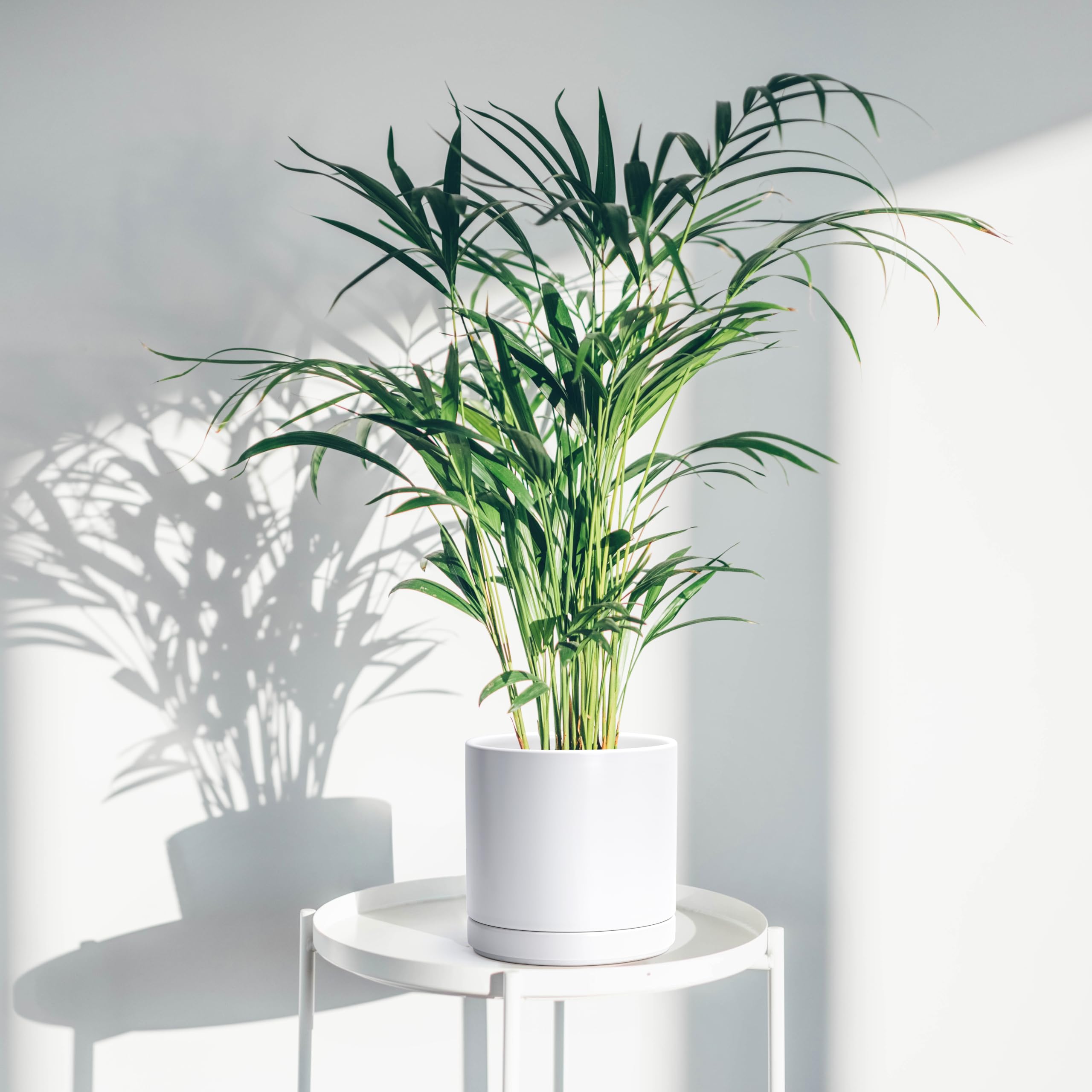 D'vine Dev white indoor cylinder planter with clean lines