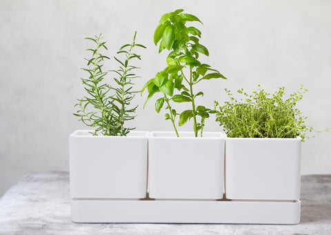 D'vine Dev ideal for window sills or balconies to grow herbs, succulents, and veggies.