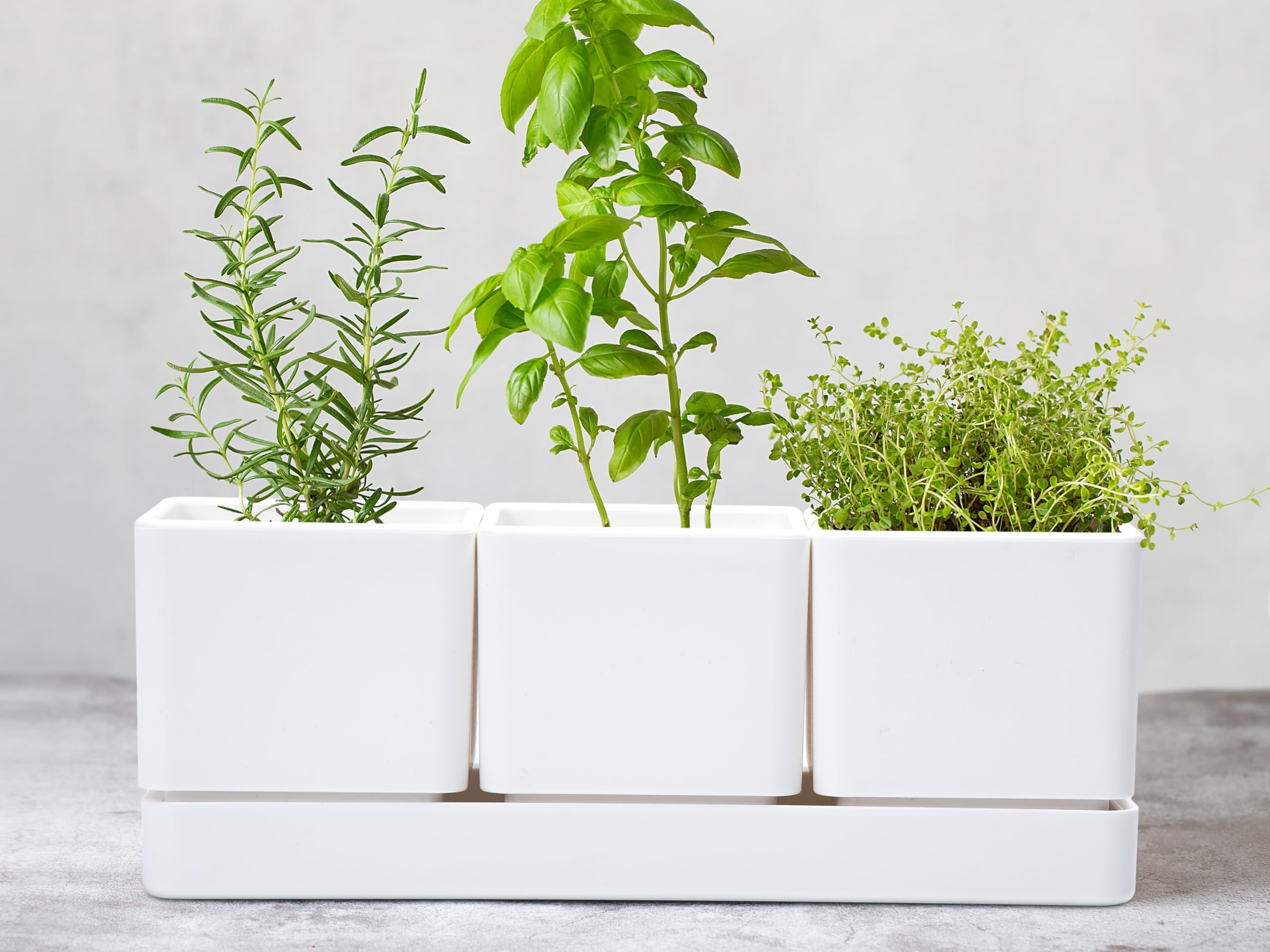 D'vine Dev indoor windowsill garden setup for balcony planting