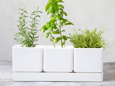 D'vine Dev indoor windowsill garden setup for balcony planting