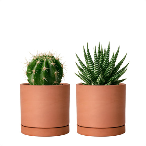 D'vine Dev X-Small terracotta pot with drainage hole, ideal for small indoor planters.