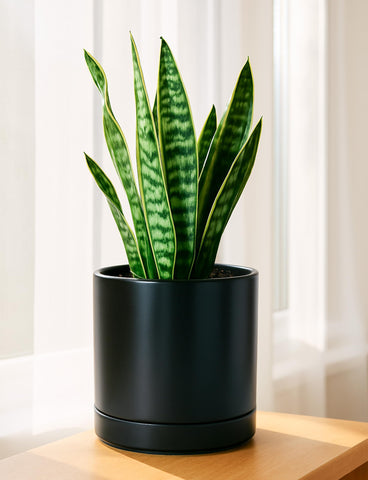 D'vine Dev ceramic planter shows drainage net and scratch pad for protection.