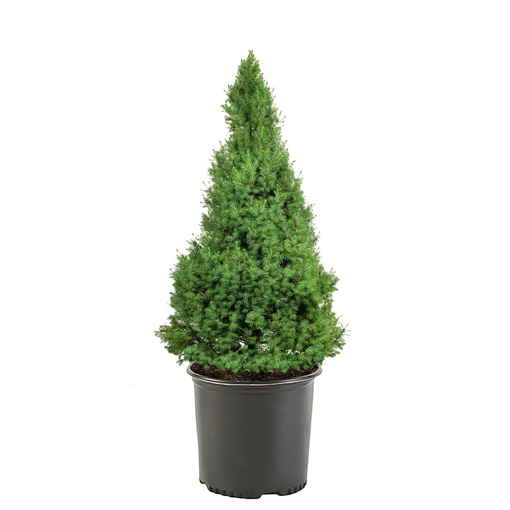 Dwarf Alberta Spruce cone-shaped shrub in 1-gallon pot for year-round container displays.