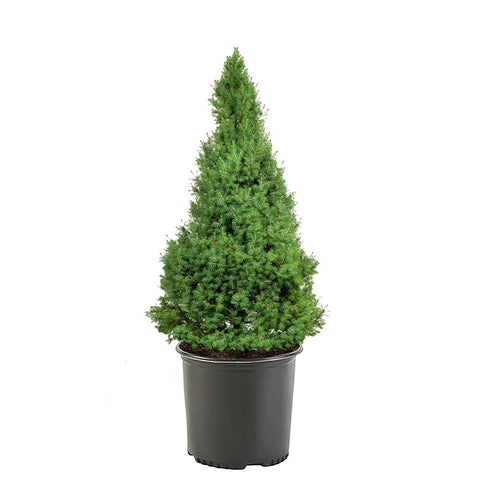 Dwarf Alberta Spruce cone-shaped shrub in 1-gallon pot for year-round container displays.