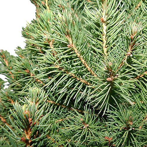 Dense green needles of Dwarf Alberta Spruce add soft texture to landscapes.