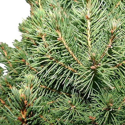 Dense green needles of Dwarf Alberta Spruce add soft texture to landscapes.