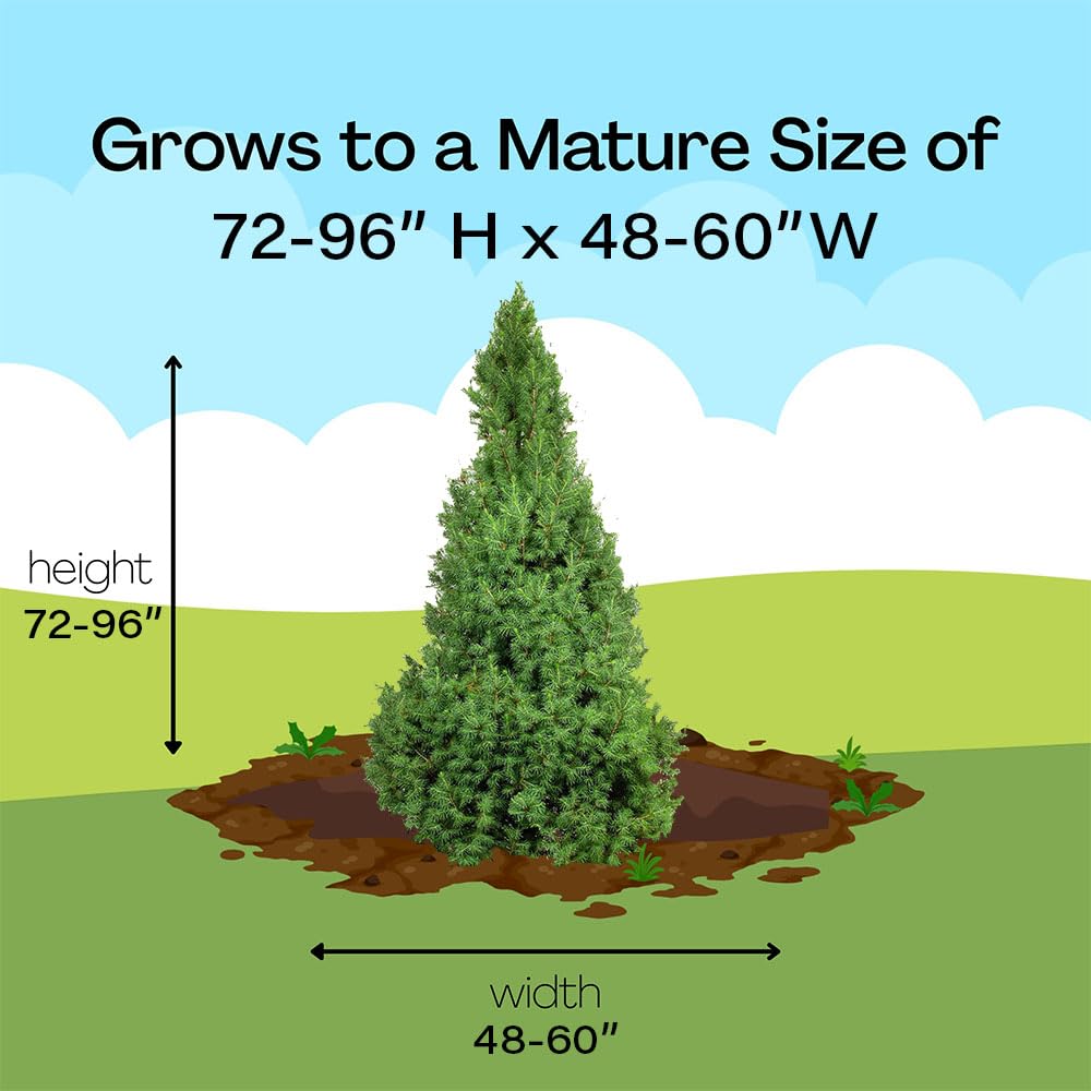 Versatile shrub for edging, borders, or patio planters.