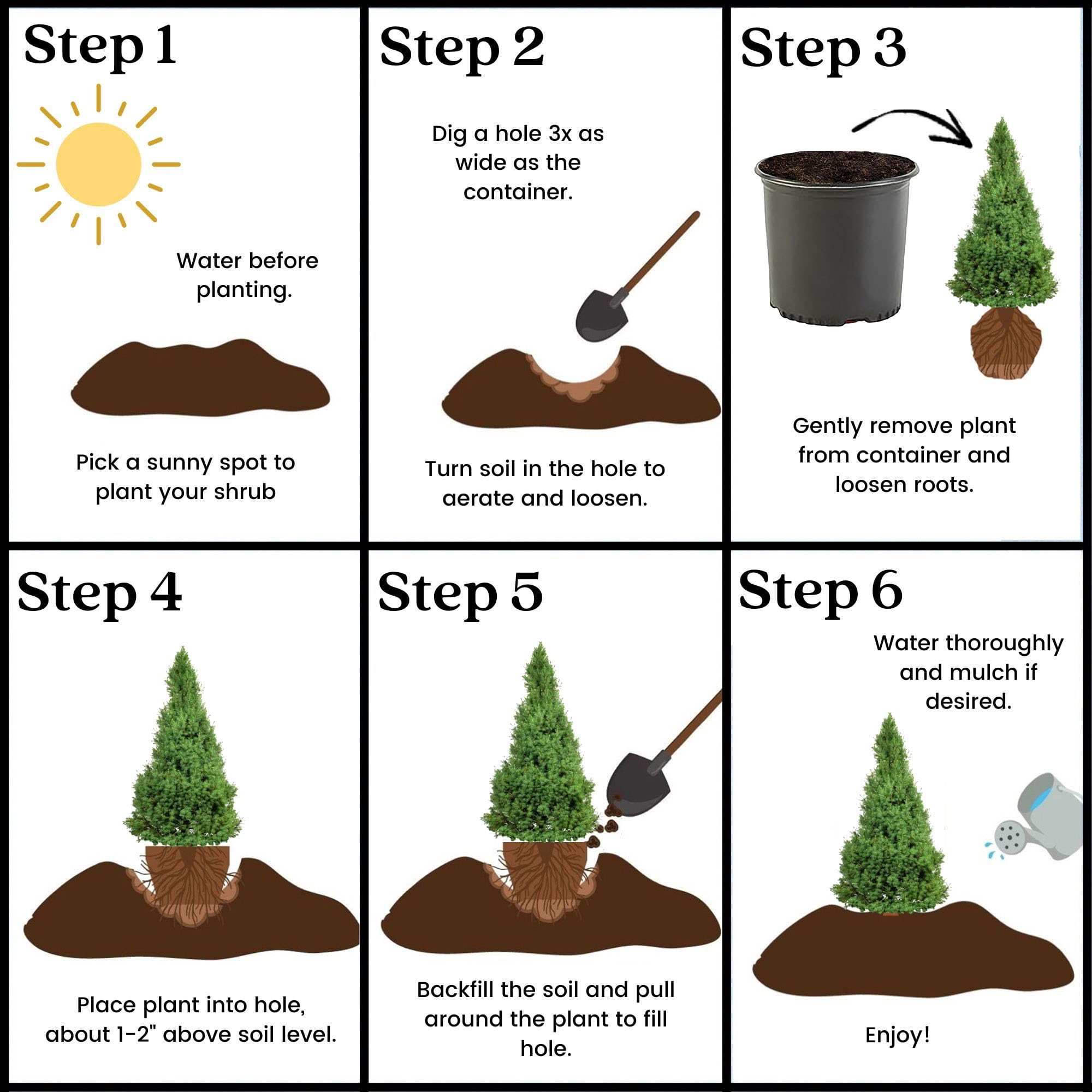 Evergreen structure provides winter interest in any container or bed.