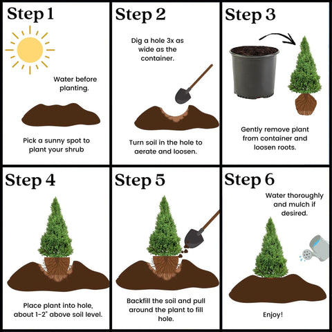 Evergreen structure provides winter interest in any container or bed.