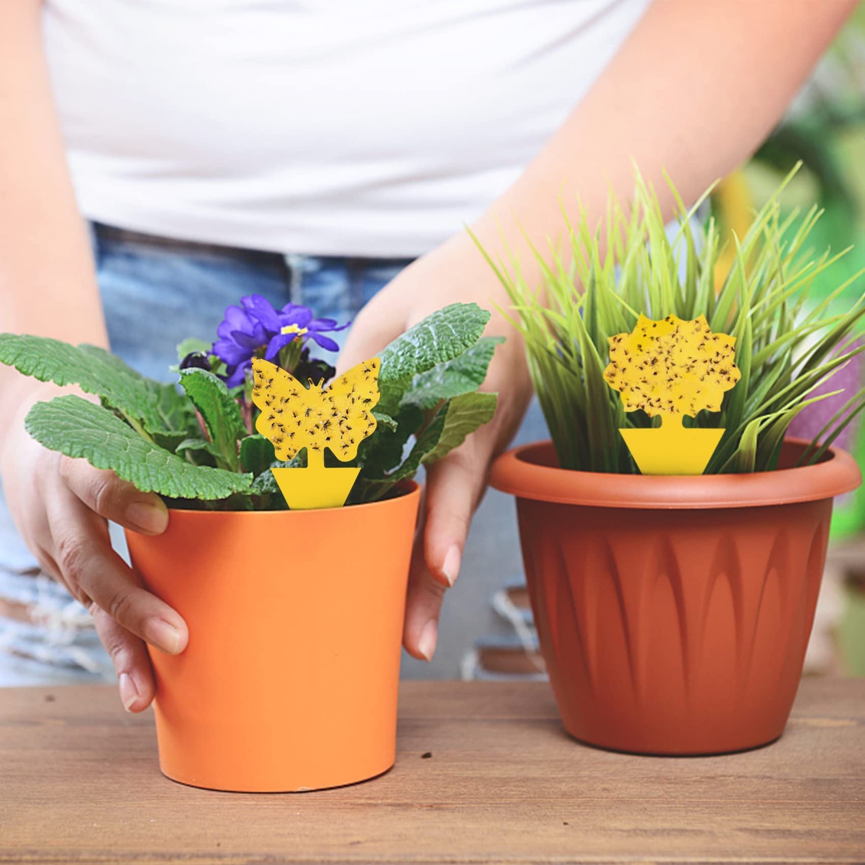 Dwcom Trap 40 pack bundle supports ongoing plant care for home gardens and houseplants