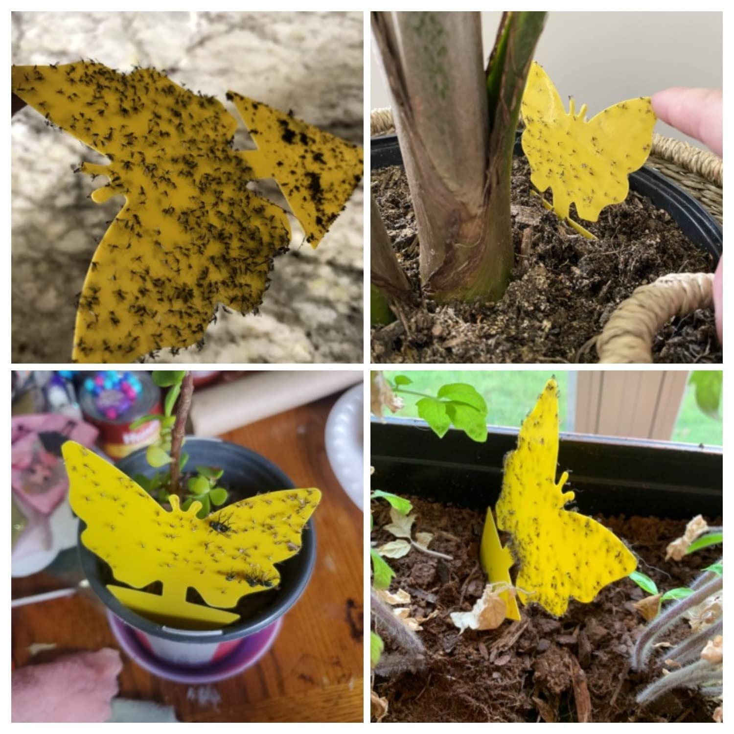 Dwcom Trap indoor use fungus gnat traps sit neatly around soil for effective placement