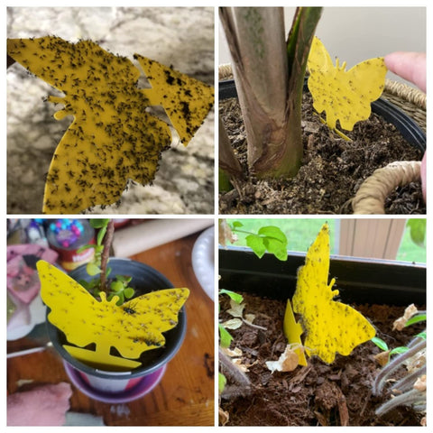 Dwcom Trap indoor use fungus gnat traps sit neatly around soil for effective placement