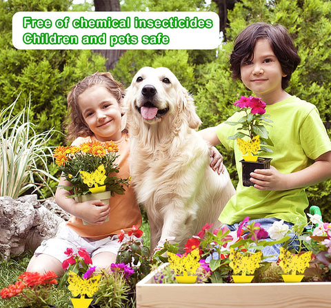 40-pack Dwcom Trap offers value-packed plant protection