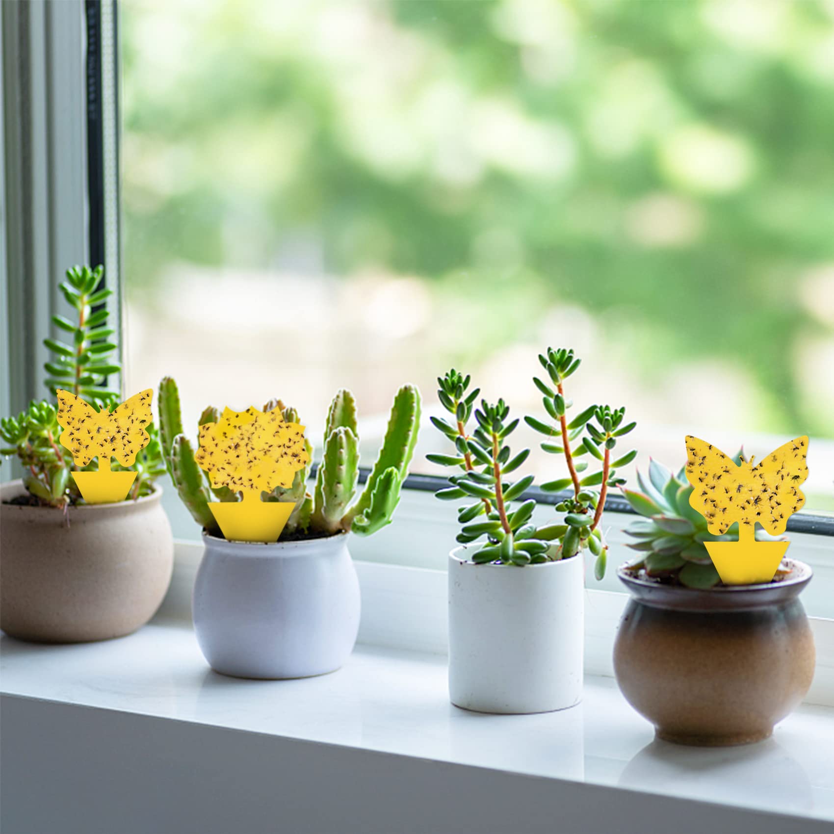 Dwcom Trap used around multiple indoor plants for pest control