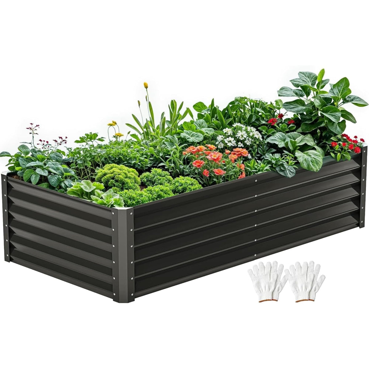 DWVO raised garden bed 6x3x1-5ft for vegetables and herbs.