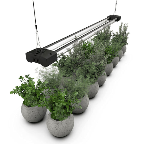 DYMOND BoostGro full-spectrum 5000K light improves indoor plant growth