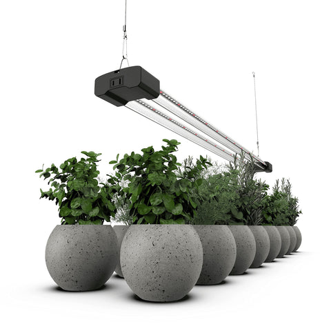 DYMOND BoostGro red-light 660nm enhances flowering