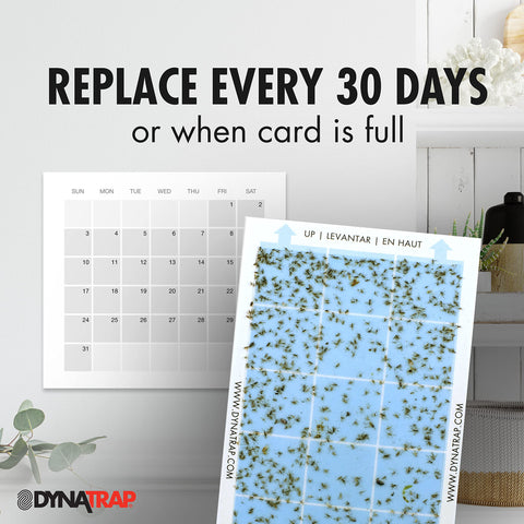 DynaTrap StickyTech glue card hidden behind decorative cover keeps décor intact.