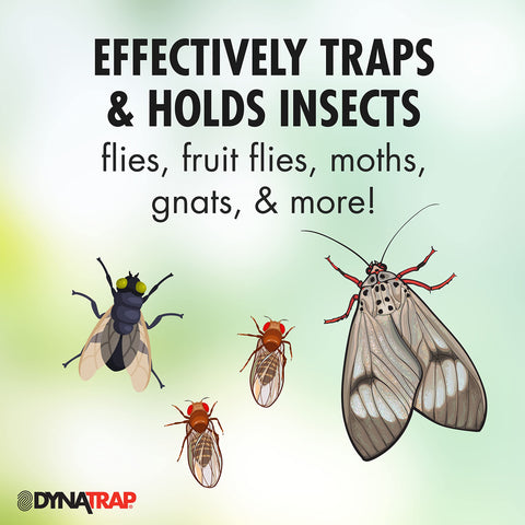 Insert DynaTrap StickyTech glue card into the flylight trap for ongoing protection.