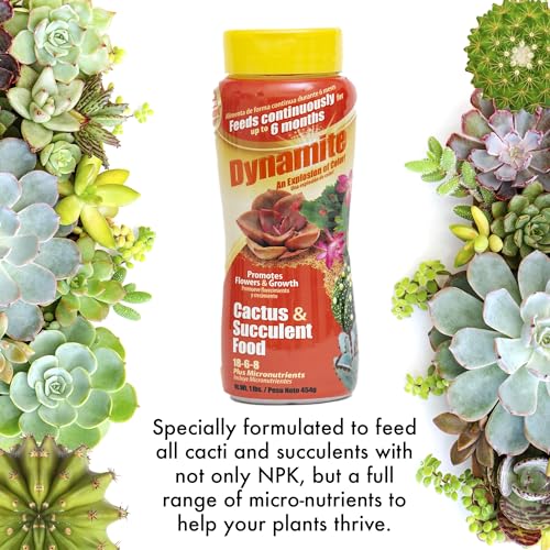Dynamite Cactus & Succulent Food being sprinkled onto cactus soil for continuous feeding.