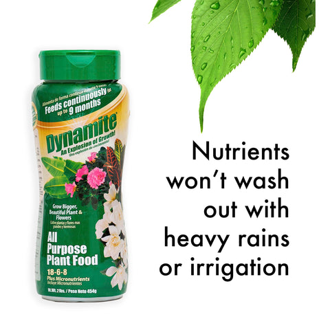 Dynamite suitable for houseplants ferns palms nourishment boosts vitality.