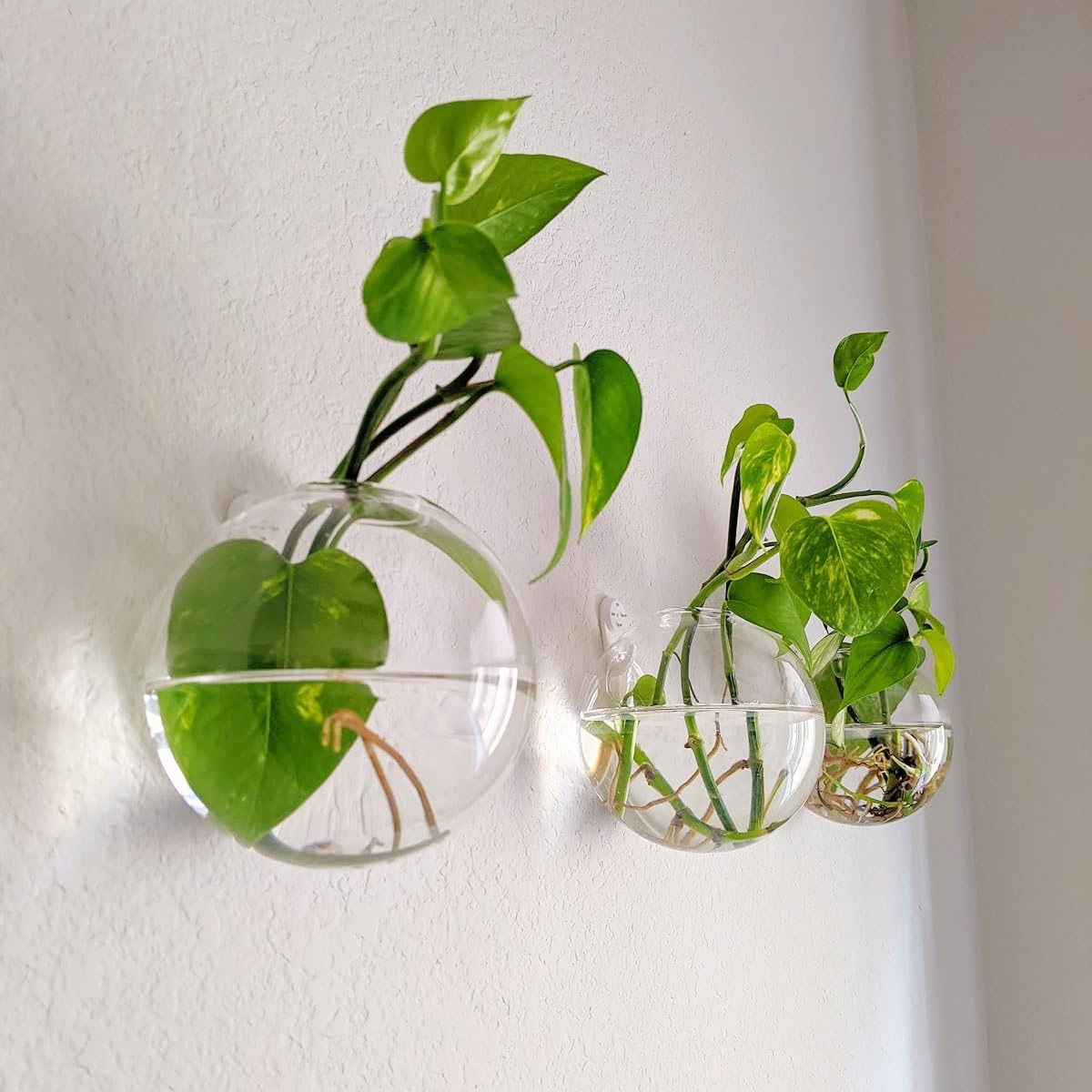 DZHJKIO glass ball propagation station 12cm showcases compact plant growth