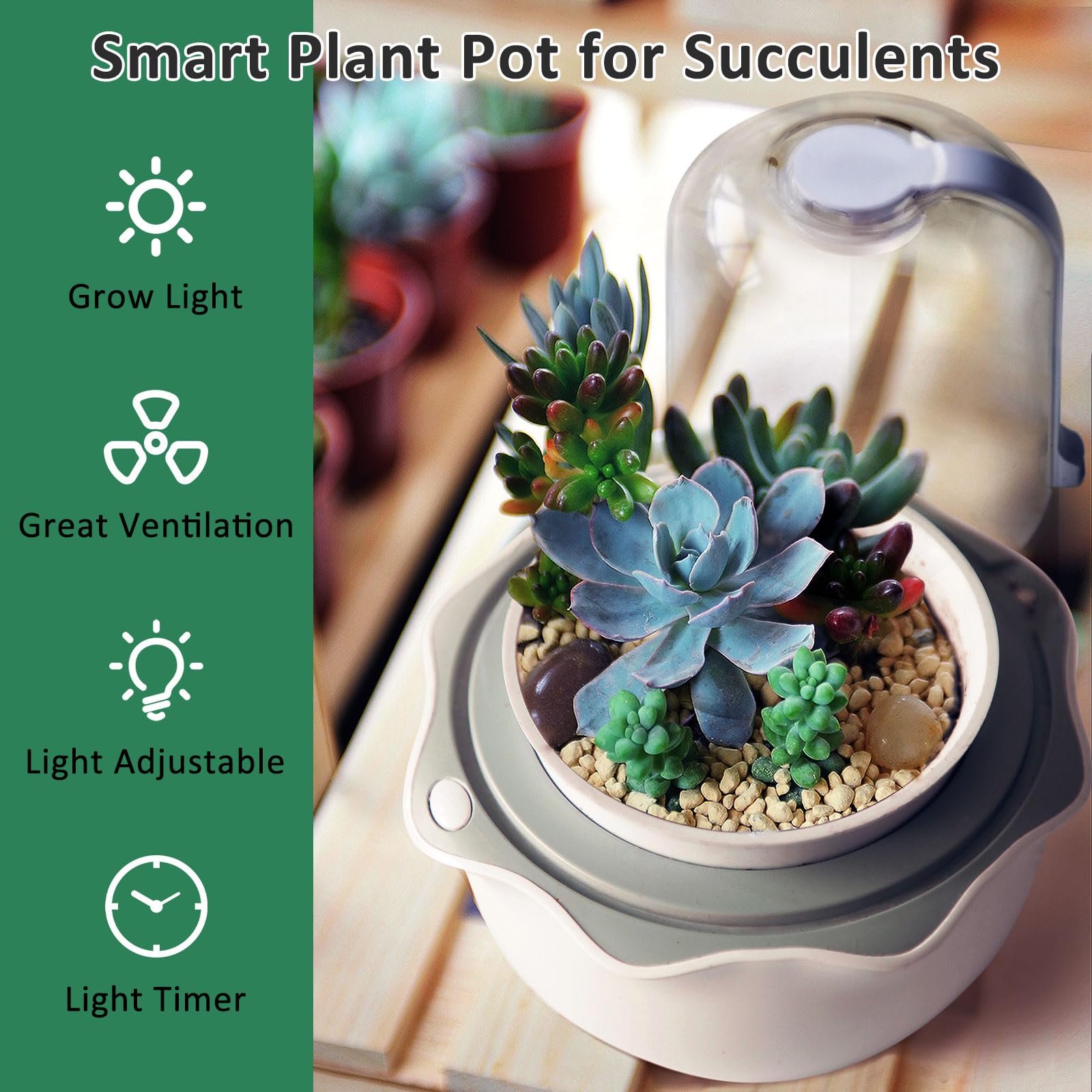 Compact tabletop terrarium offers stylish desktop display.