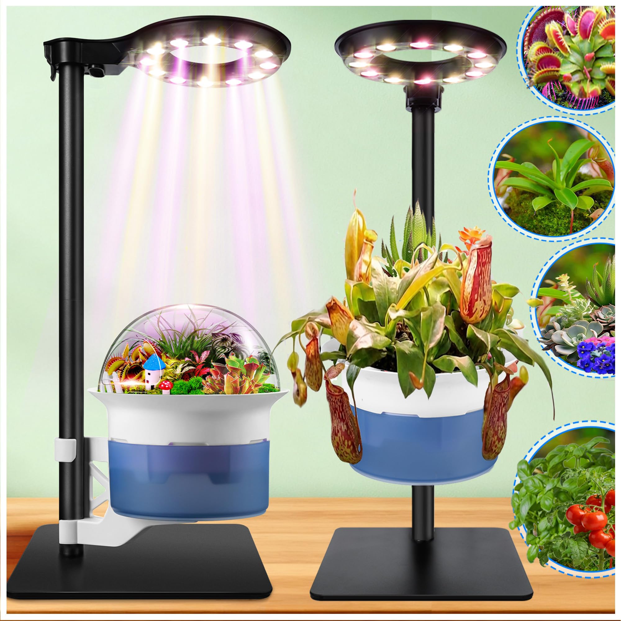 E SUPEREGROW Venus Fly Trap terrarium dome for a compact carnivorous garden.