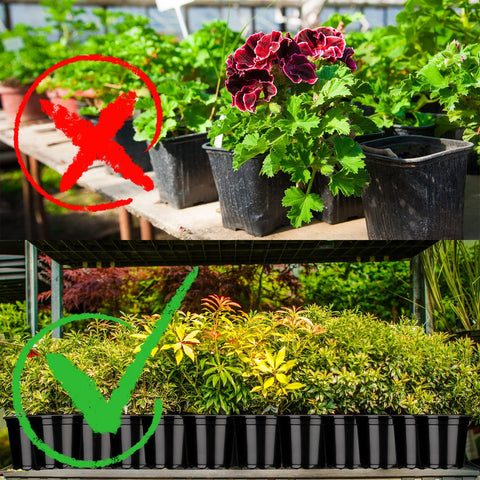 Eaasty bottom drainage holes promote airflow and prevent root rot.