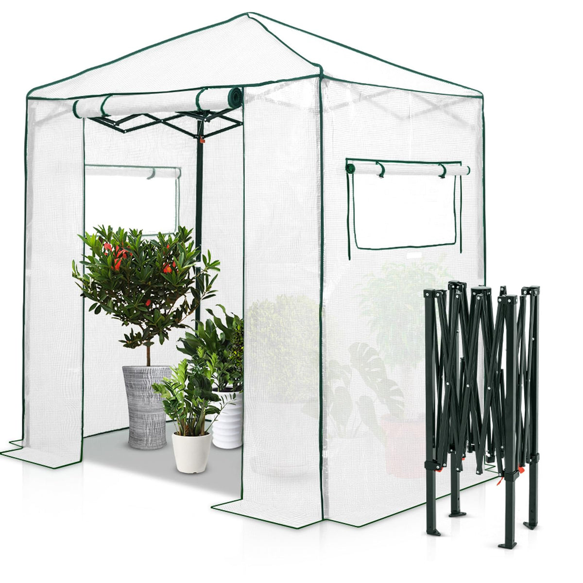 Eagle Peak instant pop-up greenhouse 6x4 walk-in with white cover for easy backyard gardening.