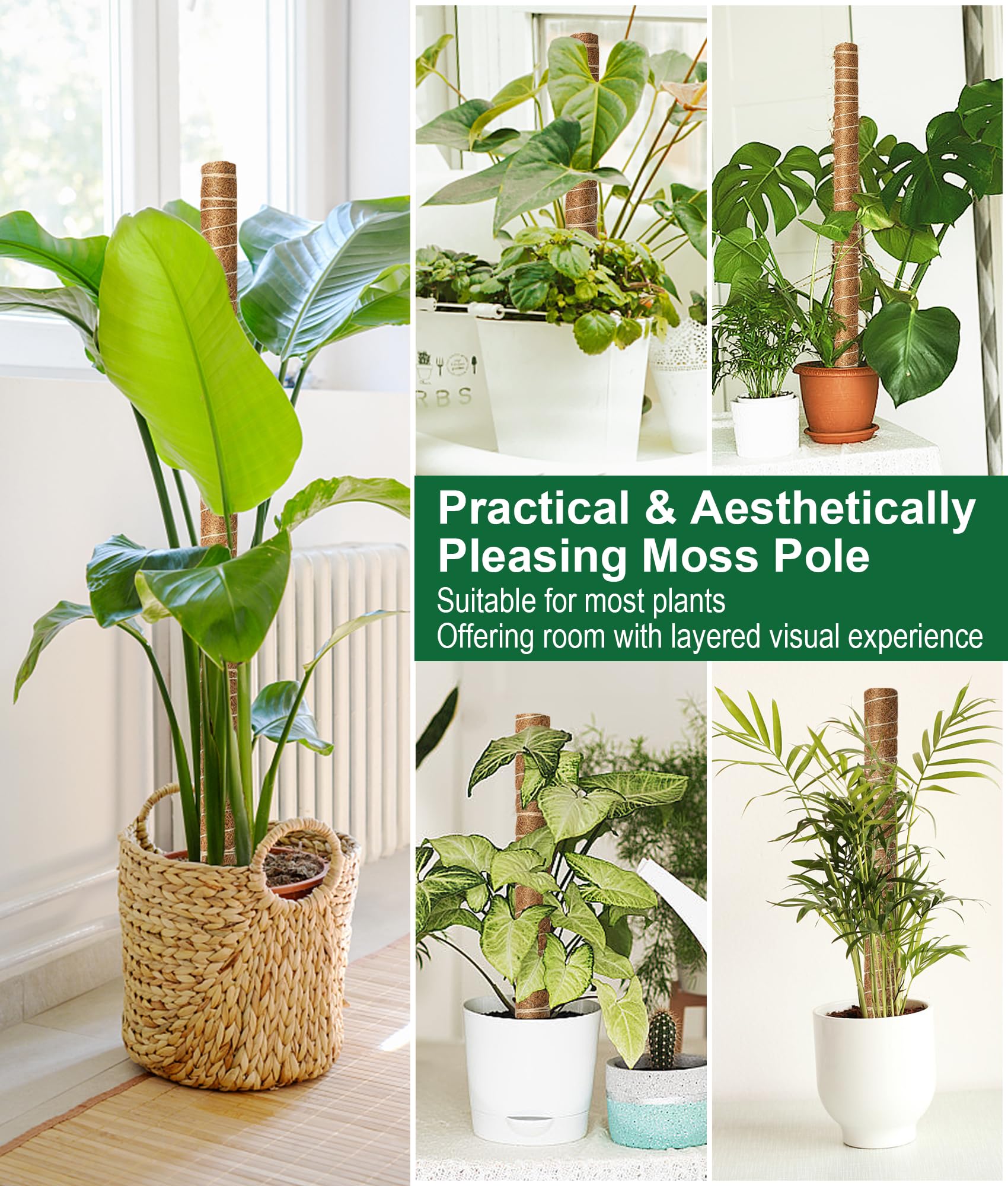 EAONE six-pack ready for vertical growth of Monstera and other climbers.